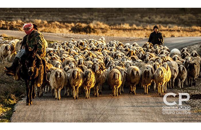 El trabajo de estos jóvenes no es solamente cuidar las ovejas, sino también de defender su ciudad. 
Durante la noche cambian su piedra y palo, por un arma ya que a pesar de no tener entrenamiento formal, son también soldados. 
y es que la guerra los recluto sin pedirles permiso, robo su juventud por la necesidad de defenderse, por la necesidad de proteger a sus familias. 

Y muchos de nosotros nos quejamos por cosas insignificantes.