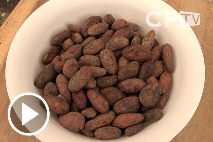 Cacao-CPTV26032018