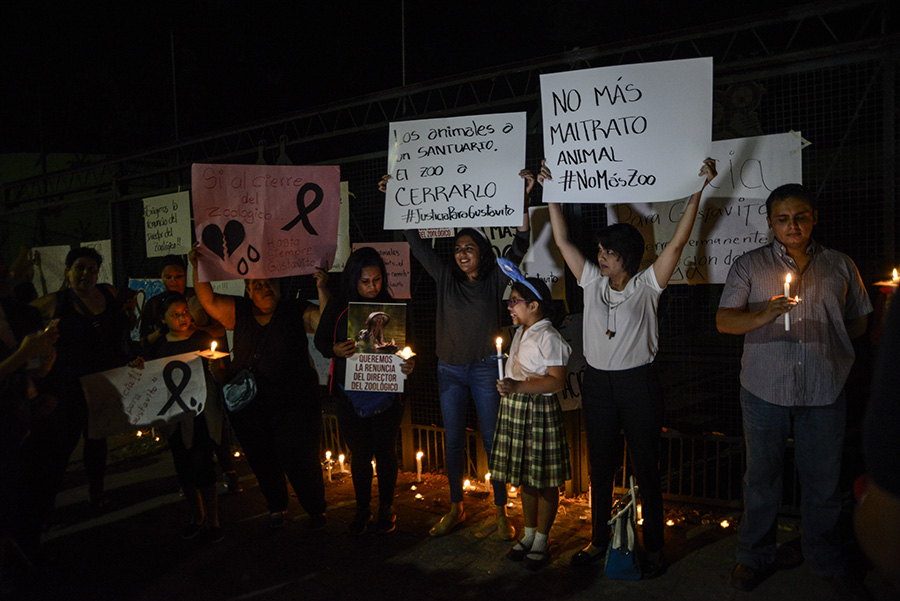 Un grupo de ciudadanos protestaron a las afueras del Parque Zoológico Nacional luego que se informara de la muerte del hipopótamo Gustativo, que se presume fue atacado por sujetos desconocidos, causándoles graves heridas. Foto: Vladimir Chicas