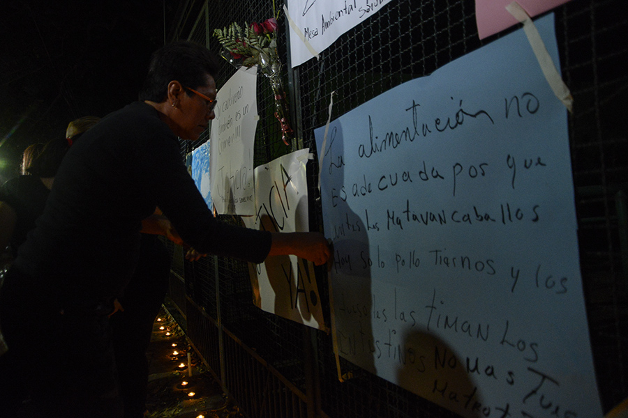 Un grupo de ciudadanos protestaron a las afueras del Parque Zoológico Nacional luego que se informara de la muerte del hipopótamo Gustativo, que se presume fue atacado por sujetos desconocidos, causándoles graves heridas. Foto: Vladimir Chicas