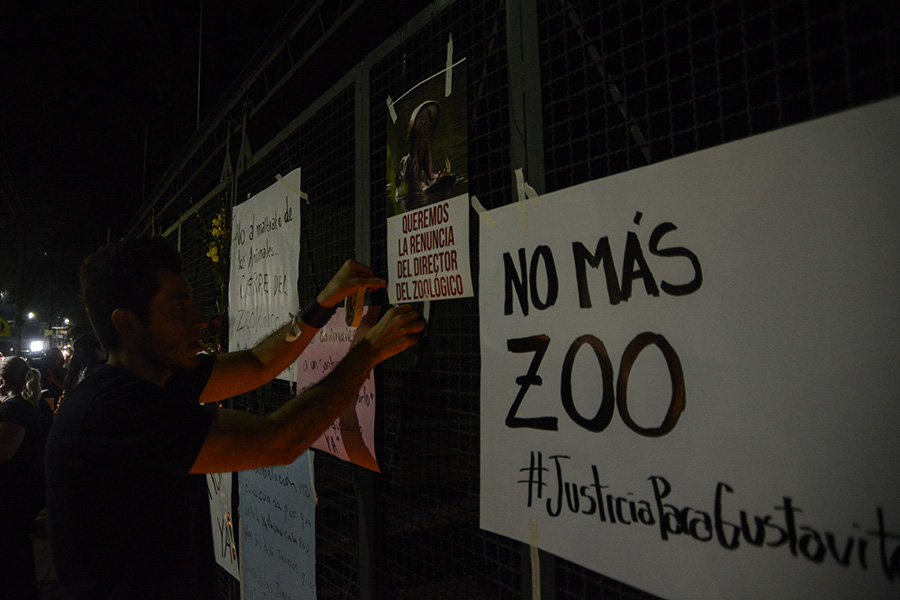 Un grupo de ciudadanos protestaron a las afueras del Parque Zoológico Nacional luego que se informara de la muerte del hipopótamo Gustativo, que se presume fue atacado por sujetos desconocidos, causándoles graves heridas. Foto: Vladimir Chicas