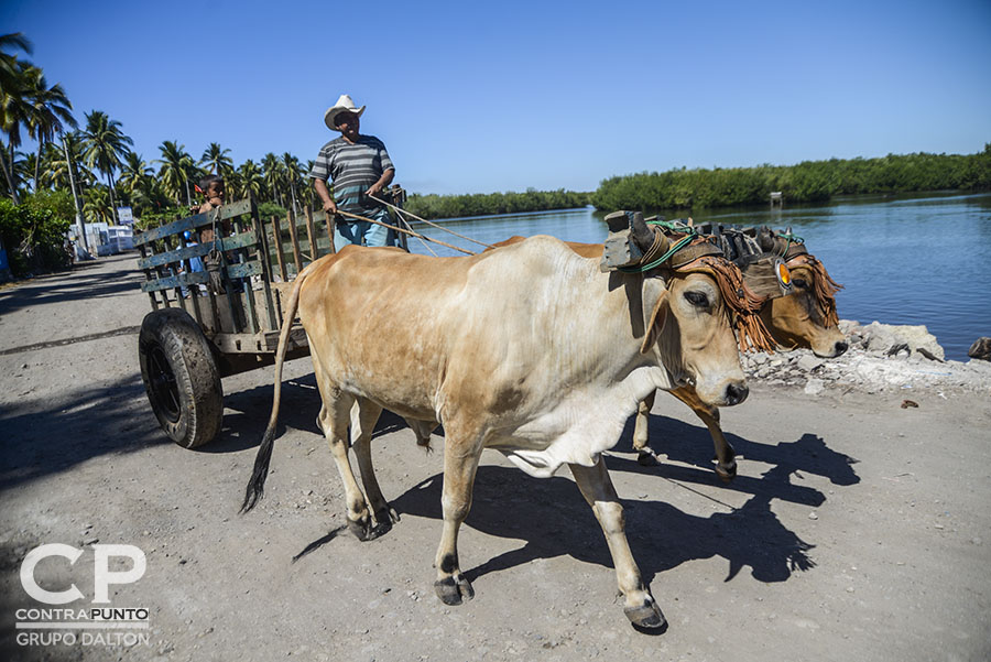 Comunidades organizadas trabajan en la protección  del manglar Garita Palmera, San Francisco Menéndez, Ahuachapán, afectado por el desvÃ­o de los afluentes de agua dulce, hecho por las empresas cañeras que excavan pozos en el lugar.