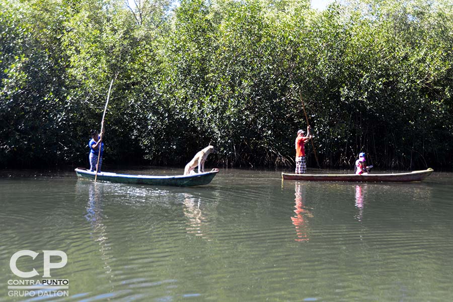 Comunidades organizadas trabajan en la protección  del manglar Garita Palmera, San Francisco Menéndez, Ahuachapán, afectado por el desvÃ­o de los afluentes de agua dulce, hecho por las empresas cañeras que excavan pozos en el lugar.