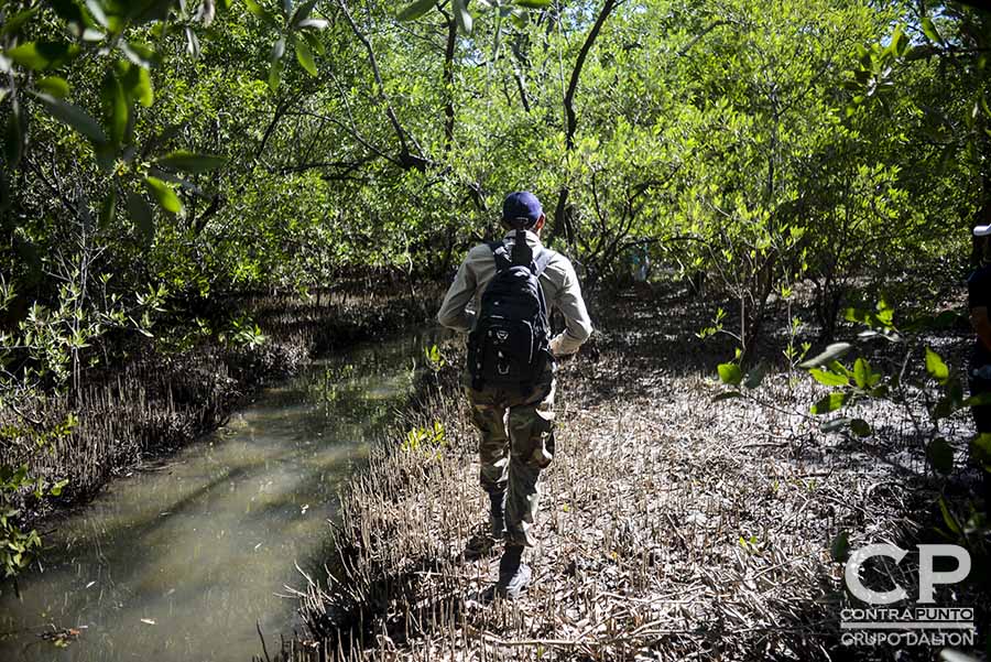 Un guardarecursos camina en una de las áreas de recuperación de mangle realizados por el Comité de Microcuenca El Aguacate. Comunidades organizadas trabajan en la protección  del manglar Garita Palmera, San Francisco Menéndez, Ahuachapán, afectado por el desvÃ­o de los afluentes de agua dulce, hecho por las empresas cañeras que excavan pozos en el lugar.