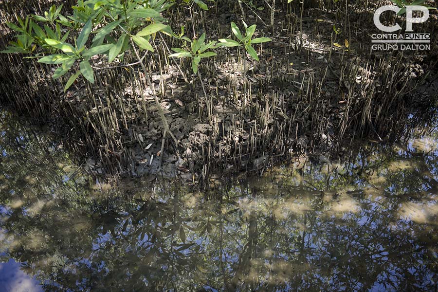 Recuperación del mangle. Comunidades organizadas trabajan en la protección  del manglar Garita Palmera, San Francisco Menéndez, Ahuachapán, afectado por el desvÃ­o de los afluentes de agua dulce, hecho por las empresas cañeras que excavan pozos en el lugar.