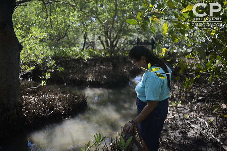 Comunidades organizadas trabajan en la protección  del manglar Garita Palmera, San Francisco Menéndez, Ahuachapán, afectado por el desvÃ­o de los afluentes de agua dulce, hecho por las empresas cañeras que excavan pozos en el lugar.
