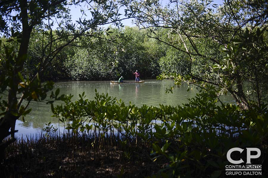 Comunidades organizadas trabajan en la protección  del manglar Garita Palmera, San Francisco Menéndez, Ahuachapán, afectado por el desvÃ­o de los afluentes de agua dulce, hecho por las empresas cañeras que excavan pozos en el lugar.