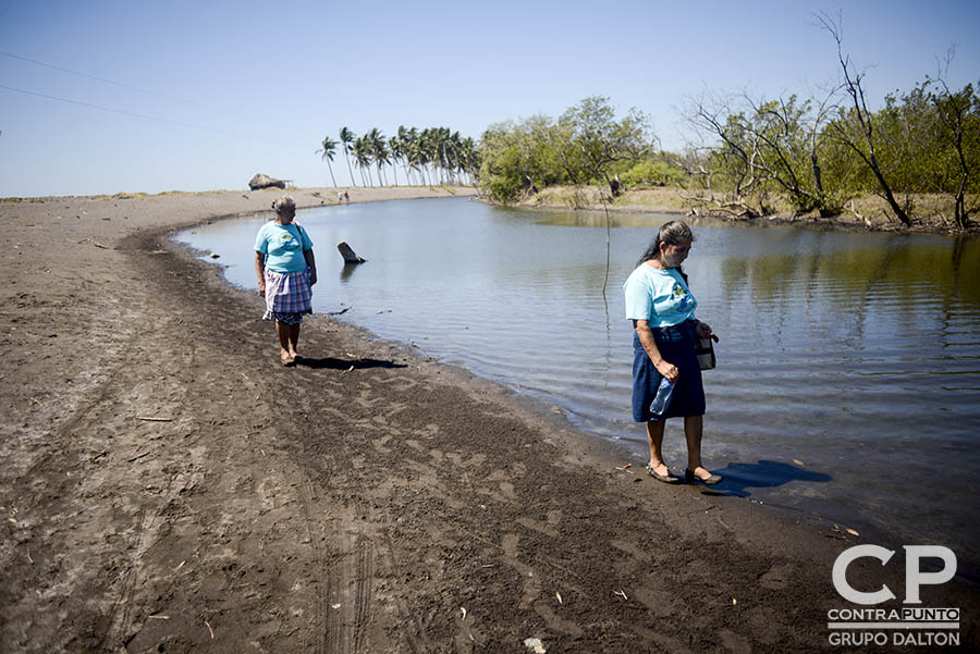 El manglar de El Botoncillo ha sido afectado por la sequÃ­a, por lo que miembros del Comité Microcuenca El Aguacate trabajan en su protección. Comunidades organizadas trabajan en la protección  del manglar Garita Palmera, San Francisco Menéndez, Ahuachapán, afectado por el desvÃ­o de los afluentes de agua dulce, hecho por las empresas cañeras que excavan pozos en el lugar.