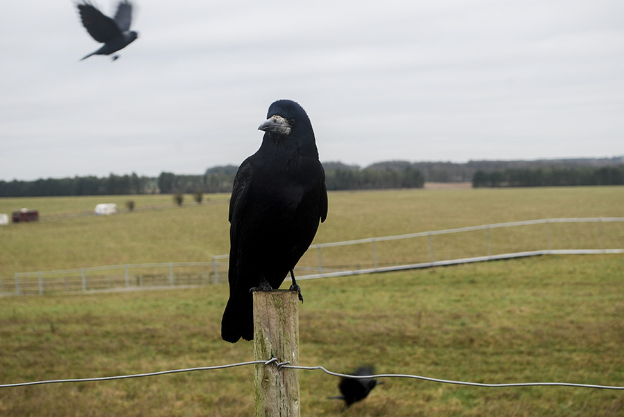 Un cuervo posa en los campos abiertos de Amesbury. Estas aves  vuelan alrededor de Stonehenge. Foto: Nicole Chicas.