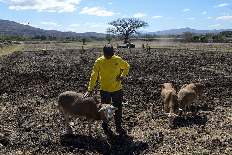 La granja penitenciaria de Apanteos cobija a 126 reos en fase de confianza.  Ellos son parte del programa 