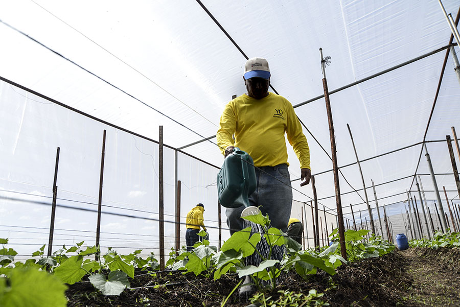 Solo en 2016 se cultivaron, según autoridades de la Dirección Nacional de Centros Penales (DGCP), 16 manzanas de maÃ­z, con una cosecha de 624 quintales.