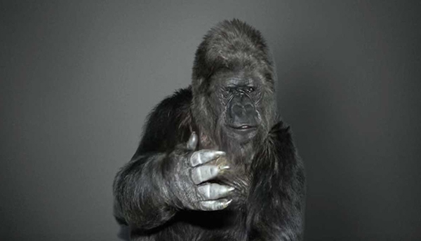 koko