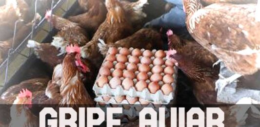 Contrapunto El Salvador - Gripe Aviar: Declaran Alerta. Destruyen 1,500 gallinas