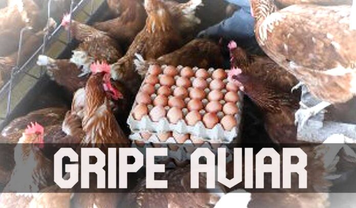 Contrapunto El Salvador - Gripe Aviar: Declaran Alerta. Destruyen 1,500 gallinas