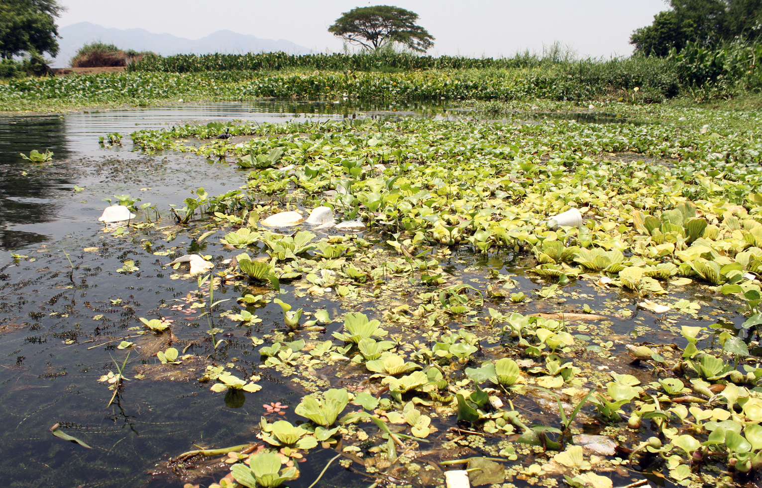 Biólogo de la UES, realiza reconocimiento de Especies Vegetales en