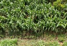 MAG y CENTA promueven prácticas sostenibles para enfrentar la canícula en el sector agropecuario